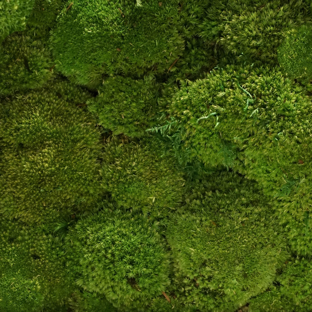 Mospaneel Bryo afbeelding